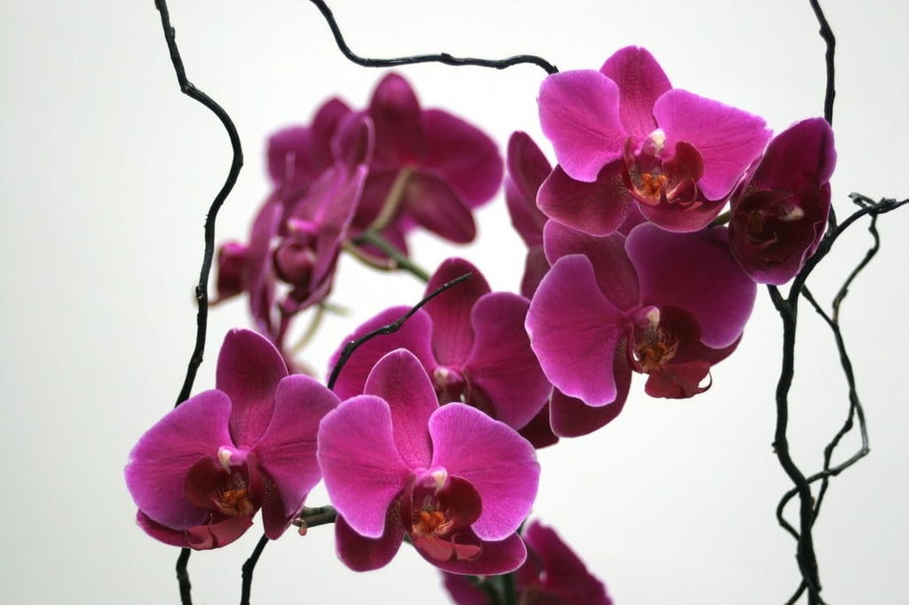 Orkide – Giv orkideen fugtig luft, og stil den lyst